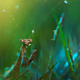 Illustration for article titled Ethereal Insect Photographs Will Cure Your Phobia of Bugs